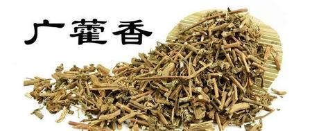 广藿香的功效与作用及药用价值