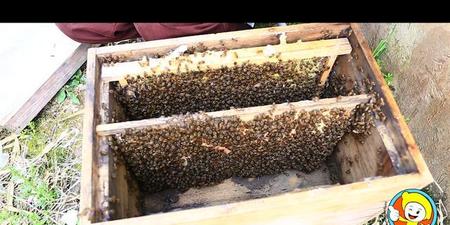 蜜蜂没有蜂王会造脾吗(没有蜂王蜜蜂会造王吗)