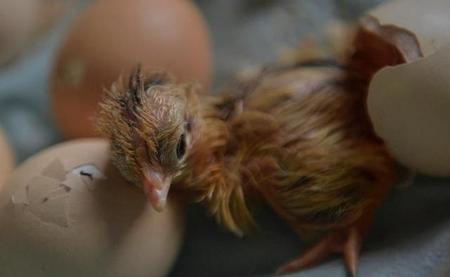 怎么人工孵小鸡(孵化机哪里有卖)