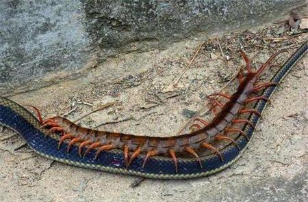 蜈蚣是蛇的克星吗(蜈蚣的毒液)