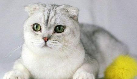 猫流褐色眼泪怎么回事(猫咪流褐色眼泪是怎么回事)