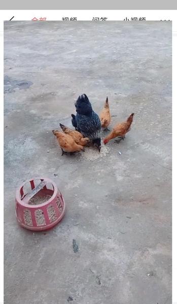 土鸡蛋的蛋黄是什么颜色(鸡蛋蛋黄是不是越黄越好)