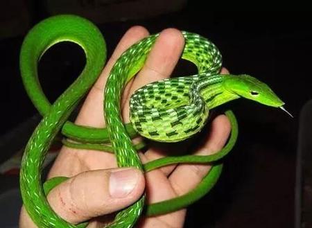 绿色的蛇有没有毒(竹叶青竹叶青蛇有毒吗)