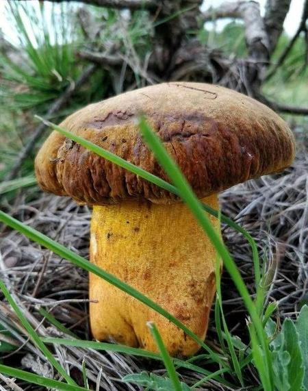 野生菌上市时间(云南的菌子几月份开始)