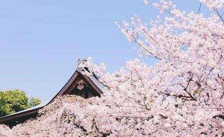 樱花在日本的象征和含义(日本樱花的含义及象征意义)