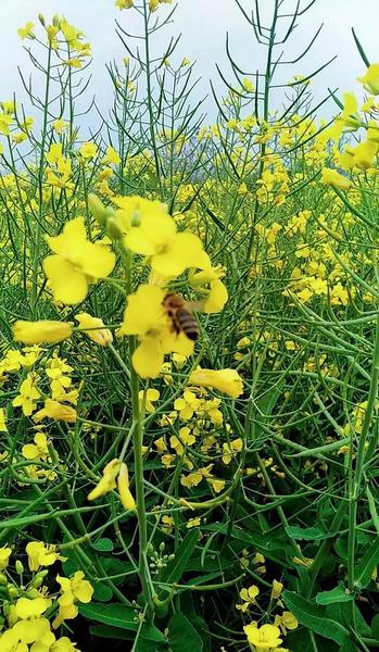 蜜蜂授粉的好处(蜜蜂大棚授粉)
