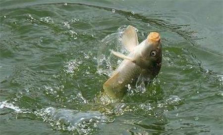 钓鱼的意义与领悟(钓鱼的感悟)