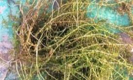 龙虾一直在水里会不会死(小龙虾一直在水里会不会淹死)