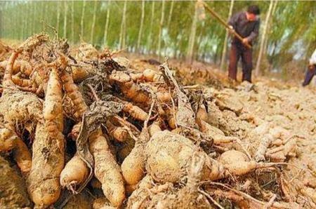 野生地黄根治疗什么病