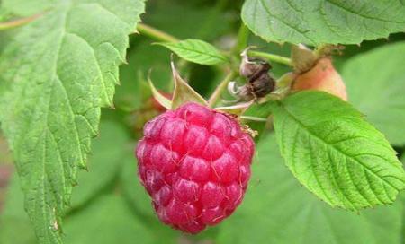 树莓山东可以种植吗(盆栽树莓的种植方法)