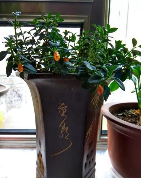 金鱼吊兰太阳能晒吗(金鱼吊兰能晒太阳吗)