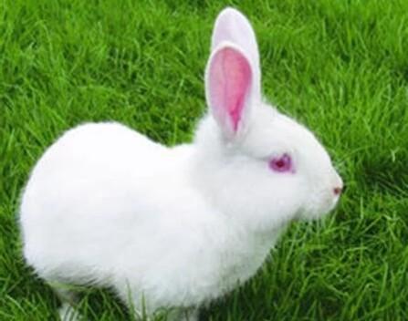 为什么兔子拉肚子就会死(宠物大便有血丝怎么办)