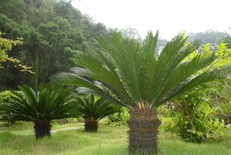 为什么铁树千年开花(千年铁树也会开花)