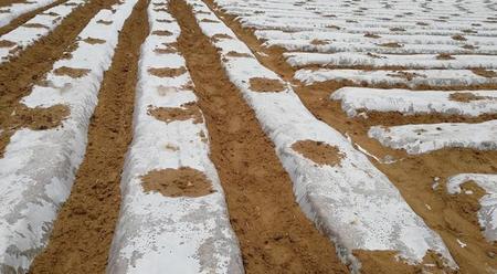 什么时候种花生最适合(花生的最佳种植时间是什么时候)