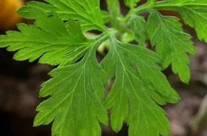 艾草是野生的好还是种植的好