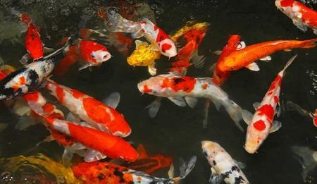 锦鲤鱼和什么鱼混养好(纯种锦鲤有什么特征)