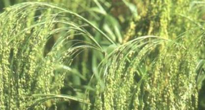 黎民百姓的意思是什么意思(黎民百姓和蚩尤的关系)