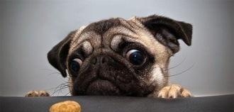 狗粪可以做花肥吗(仙人球可以用普通的土养吗)