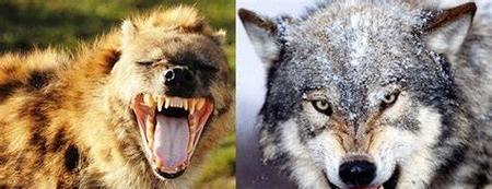 鬣狗和灰狼单挑哪个厉害(北美灰狼和非洲鬣狗哪个更厉害)