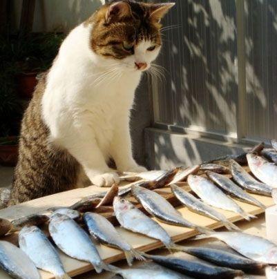 是不是所有的猫都喜欢吃鱼(猫不会下水为什么喜欢吃鱼)