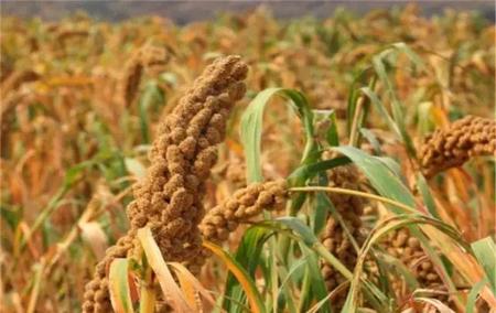 谷子变成小米的过程