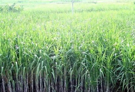 农村地里种什么好(基本农田能种菜吗)