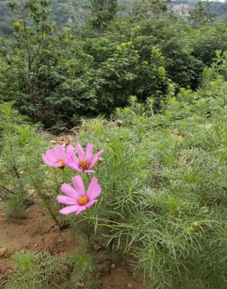 父母去世对子女的影响(父母的离世,对子女运气的影响)