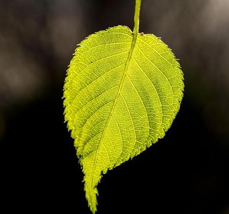 什么叫微距拍照