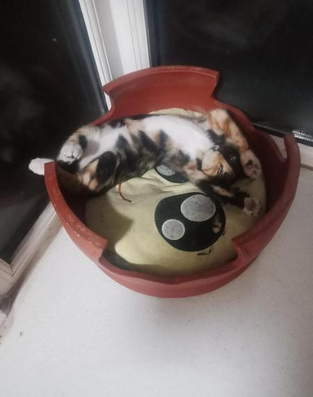 土猫适合当宠物吗(土猫当宠物猫养)