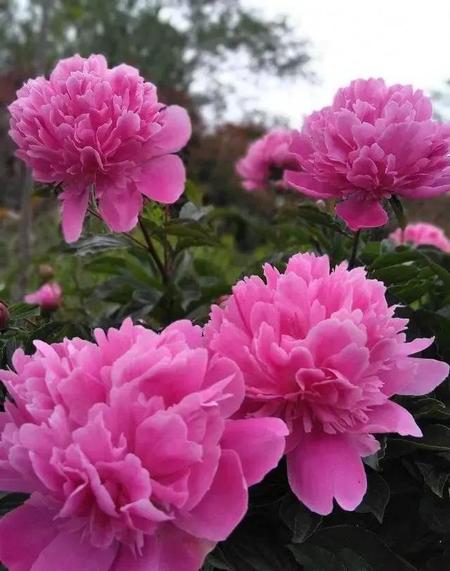 老年人搭伙过日子只同居不结婚