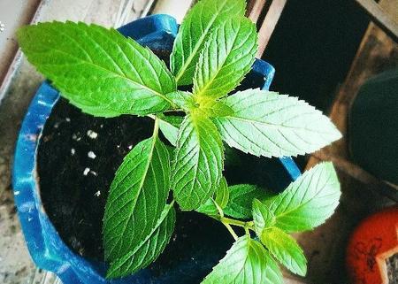 除了薄荷,还有什么花草能驱蚊(什么花草驱蚊虫最有效)