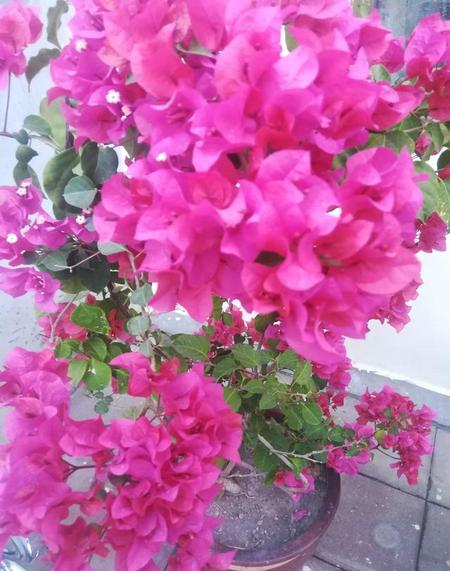 三角梅长虫杀死蚜虫最好办法(三角梅的蚜虫怎么防治效果好)