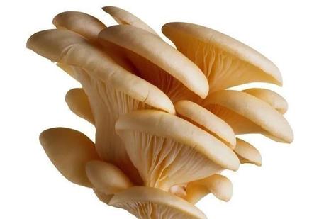 平菇如何长期保存(平菇怎样保存和保鲜)