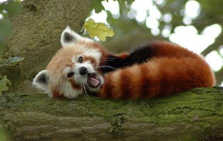 小熊猫和小浣熊一样吗(浣熊的眼睛是什么颜色的)