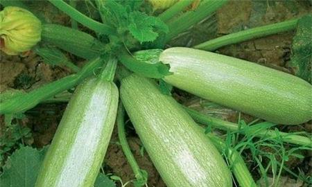 种植节瓜时间和技术(佛手瓜催芽育苗时间)