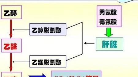 什么东西解酒最快最有效