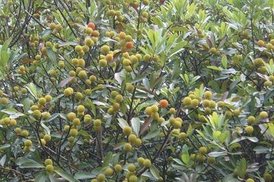 世界上最酸的水果是什么