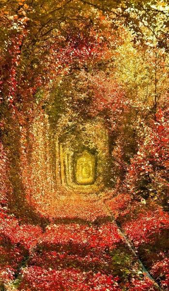 紫圣确定自己是紫圣吗(圣人紫薇吧可怜的紫圣)