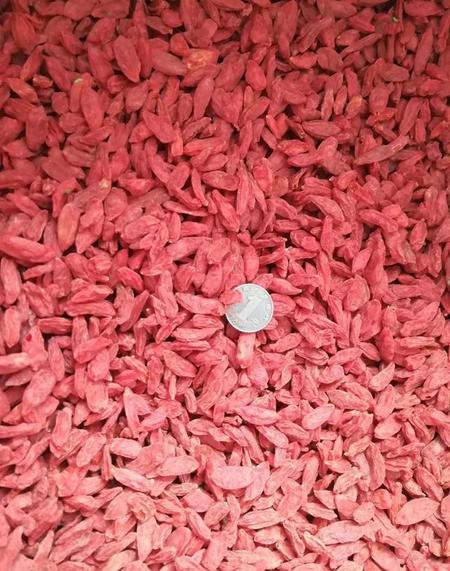 枸杞发芽时间(扦插需要每天浇水吗)