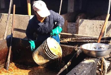 潲水喂猪的危害以及措施