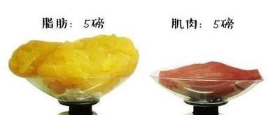 如何测出自己的体脂率