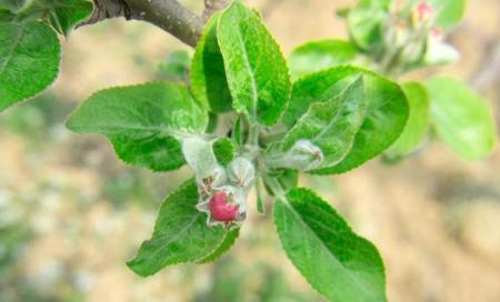 苹果树是先开花还是先长叶子(苹果树是先开花还是先长叶)