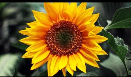 婆婆不希望媳妇过得好(儿媳为了婆婆的幸福)