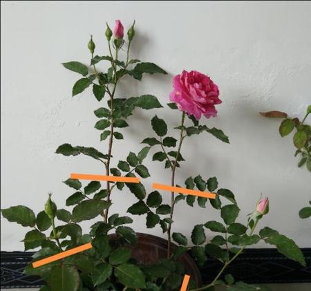 真宙月季养殖注意事项(月季花的养殖方法和注意事项)