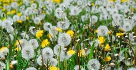 蒲公英的功效与作用有哪些百科(蒲公英和金银花一起喝的功效)