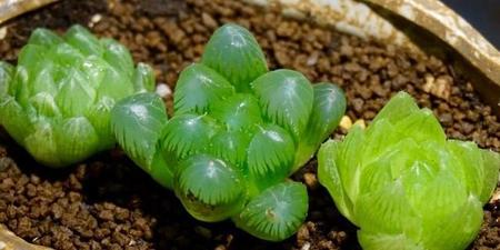 玉露干瘪了怎么恢复视频