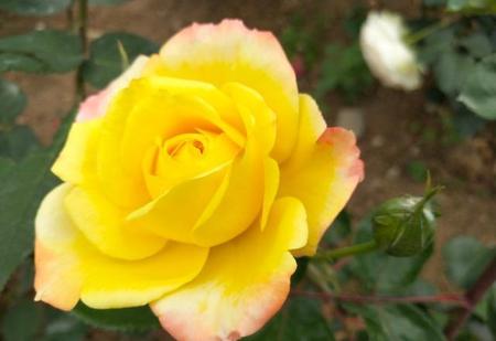 上头条新闻的那名老师(思政课青椒论坛直播)