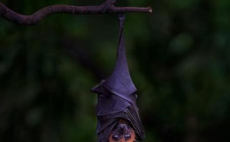 蝙蝠宝宝生下来就会倒立吗