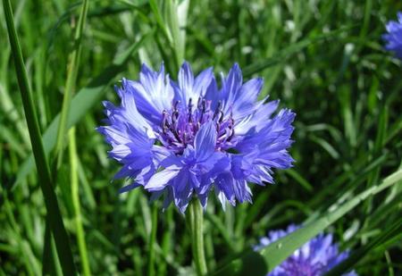 矢车菊怎么养(矢车菊的养殖方法和注意事项)