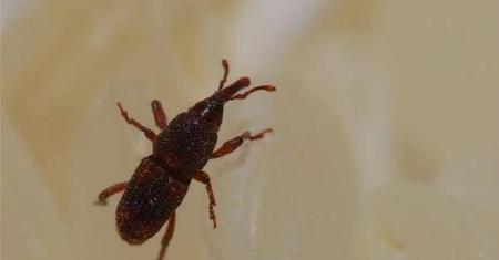 怎么消灭玉米象虫(贮藏粮食用什么药防虫)